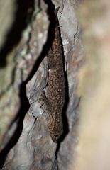 Tarentola americana