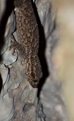 Tarentola americana