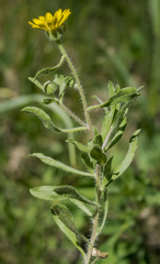 Heterotheca wisconsinensis