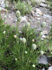 Anemone multifida multifida
