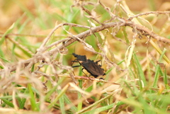 Triatoma patagonica