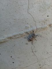 Aegomorphus clavipes