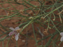 Stephanomeria tenuifolia