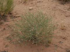Stephanomeria tenuifolia