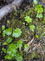 Micranthes nelsoniana