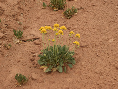 Enceliopsis nudicaulis