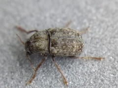 Choraginae