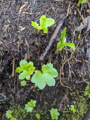 Micranthes nelsoniana