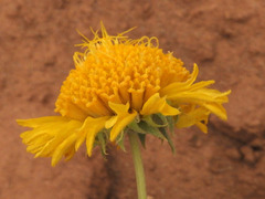 Enceliopsis nudicaulis