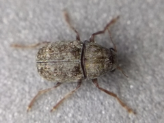 Choraginae