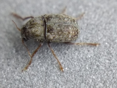 Choraginae