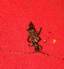 Elytrimitatrix undata