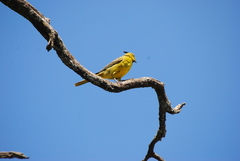 Gubernatrix cristata