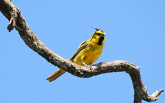 Gubernatrix cristata