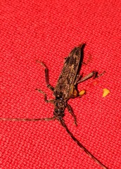 Elytrimitatrix undata