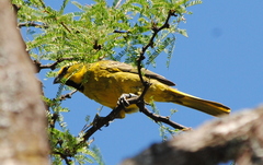 Gubernatrix cristata