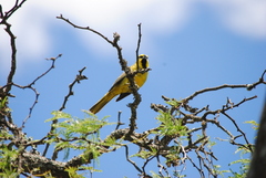 Gubernatrix cristata