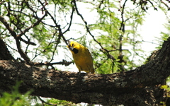 Gubernatrix cristata