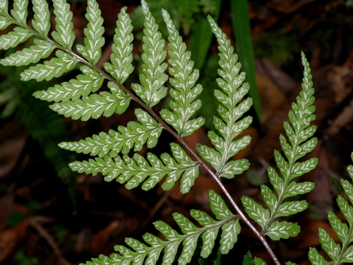 Image of Athyrium Arisanense (Athyrium arisanense) by (c) Jacy Chen, some rights reserved (CC BY)