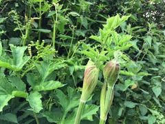 Heracleum sphondylium sphondylium