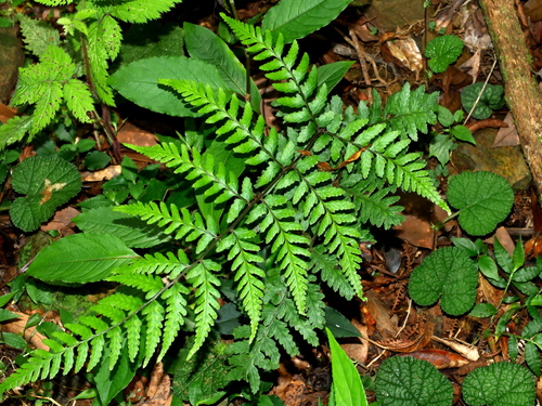 Image of Athyrium Arisanense (Athyrium arisanense) by (c) Jacy Chen, some rights reserved (CC BY)