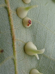 Caryomyia sanguinolenta