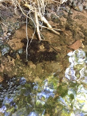Peltigera hydrothyria