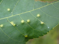 Caryomyia sanguinolenta