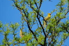 Gubernatrix cristata