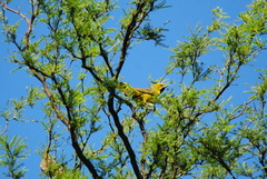 Gubernatrix cristata