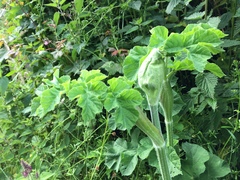 Heracleum sphondylium sphondylium