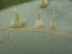 Caryomyia sanguinolenta