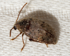 Amblycerus