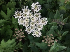 Heracleum sphondylium sphondylium