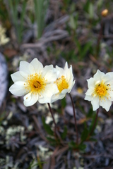 Dryas integrifolia