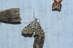 Elophila ekthlipsis