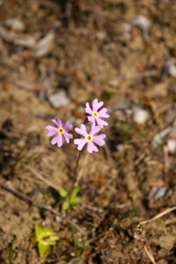 Primula mistassinica