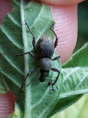 Metapocyrtus adspersus