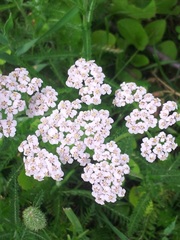 Achillea millefolium image