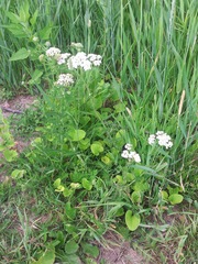 Achillea millefolium image