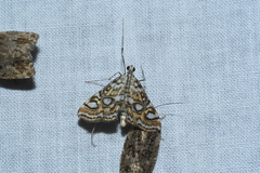 Elophila ekthlipsis