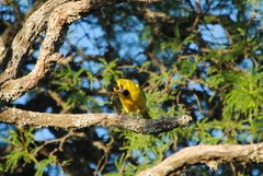 Gubernatrix cristata