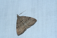 Zanclognatha dentata