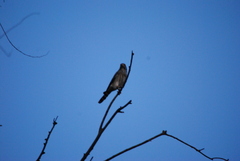 Spiziapteryx circumcincta