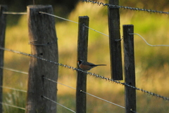 Saltatricula multicolor