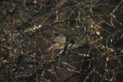 Serpophaga subcristata