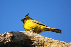 Gubernatrix cristata