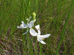 Calopogon pallidus