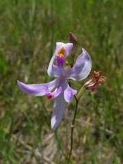 Calopogon pallidus