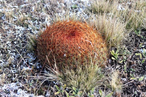 Oroya peruviana